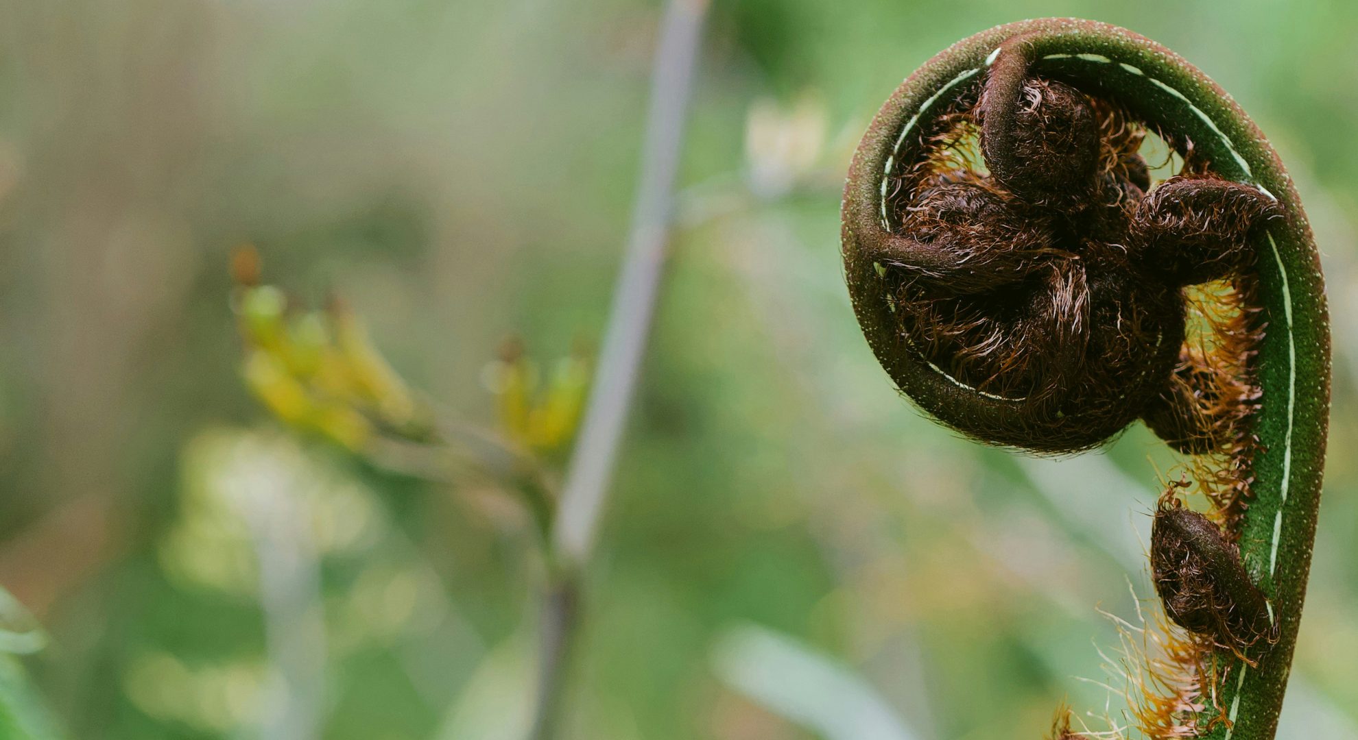 An unfurling silver fern koru, symbolising new growth and the spirit of the Aotearoa AI Hackathon Festival